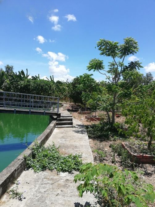 Cơ hội đầu tư: Đất nhà vườn 8.642m² mặt tiền Quản Lộ Phụng Hiệp, vị trí đẹp, đang canh tác hiệu quả