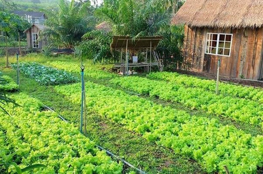 luật chuyển đổi đất vườn sang đất ở