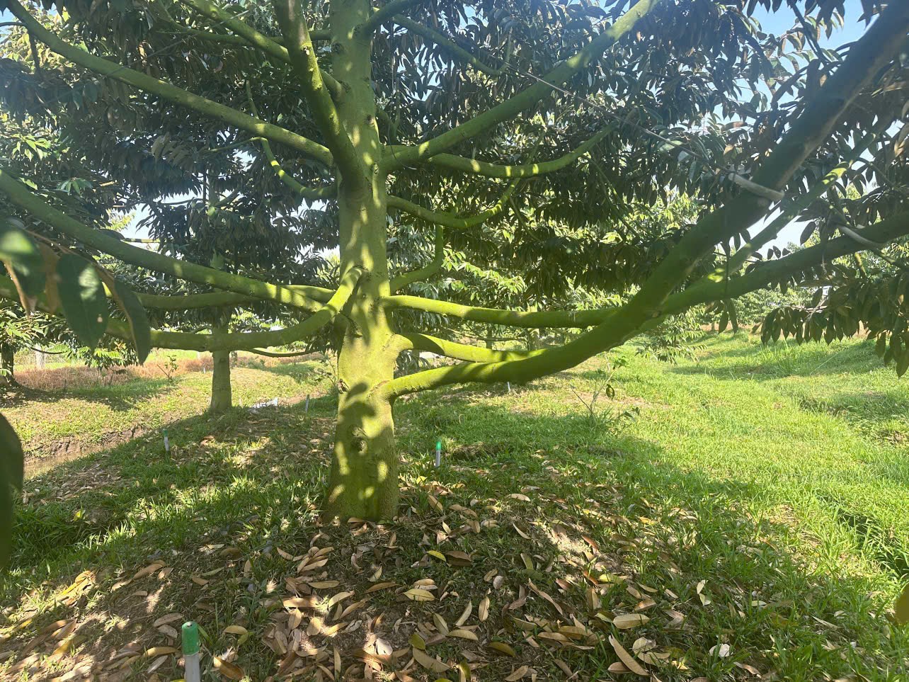 🌳 BÁN ĐẤT VƯỜN SẦU RIÊNG CẦN THƠ – 2 MẶT TIỀN SÔNG – DIỆN TÍCH 1,56HA | GIÁ TỐT