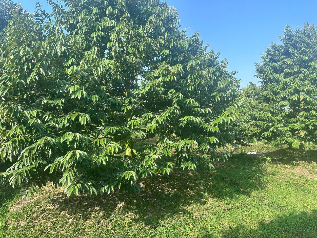 🌳 BÁN ĐẤT VƯỜN SẦU RIÊNG CẦN THƠ – 2 MẶT TIỀN SÔNG – DIỆN TÍCH 1,56HA | GIÁ TỐT
