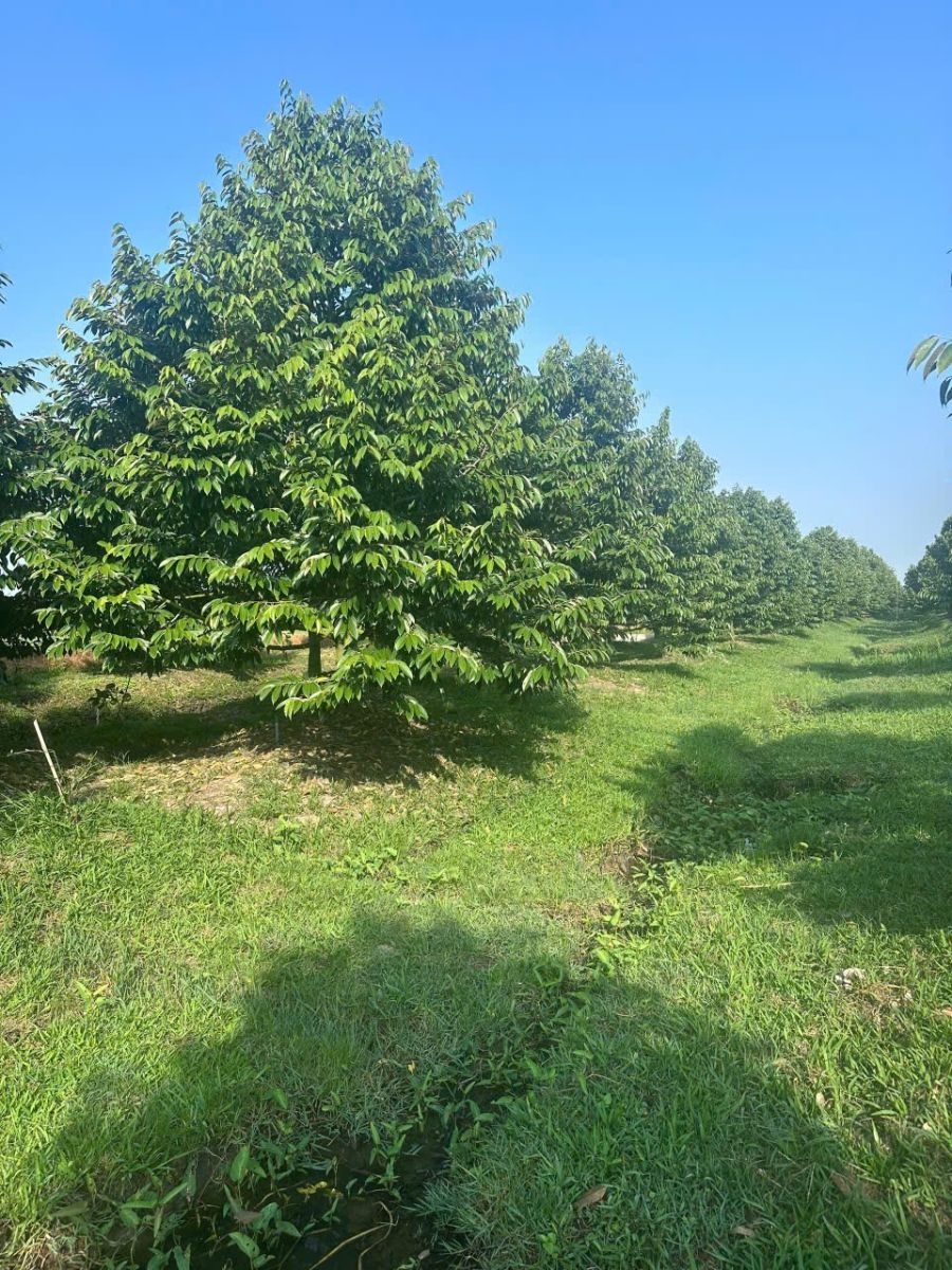 🌳 BÁN ĐẤT VƯỜN SẦU RIÊNG CẦN THƠ – 2 MẶT TIỀN SÔNG – DIỆN TÍCH 1,56HA | GIÁ TỐT