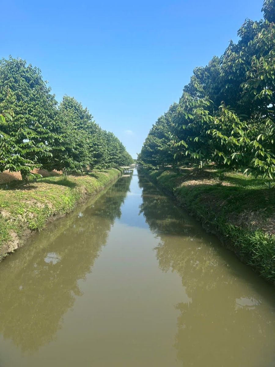 🌳 BÁN ĐẤT VƯỜN SẦU RIÊNG CẦN THƠ – 2 MẶT TIỀN SÔNG – DIỆN TÍCH 1,56HA | GIÁ TỐT