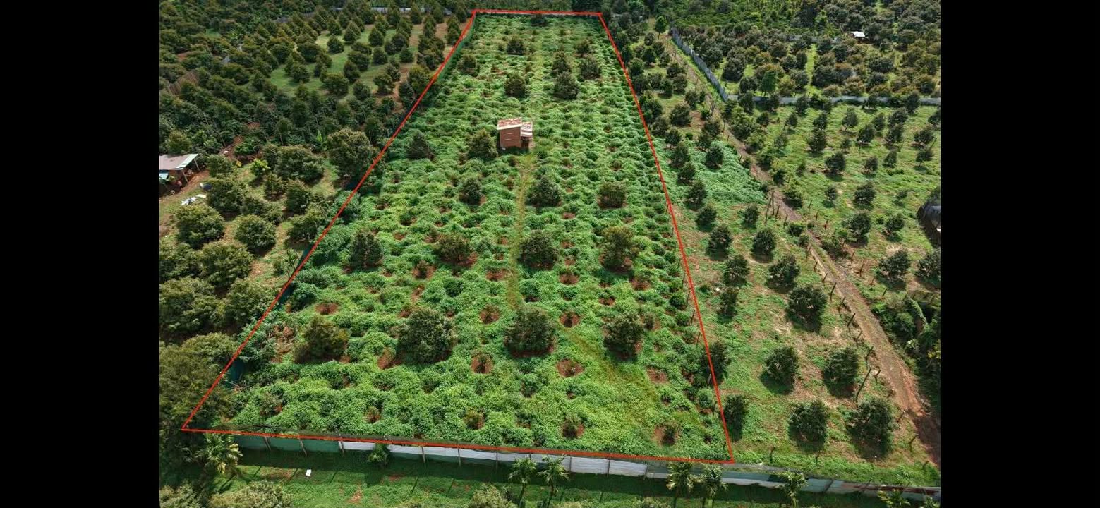 🌳 BÁN ĐẤT DIỆN TÍCH LỚN – PHƯỜNG ĐẠT HIẾU, BUÔN HỒ, ĐẮK LẮK