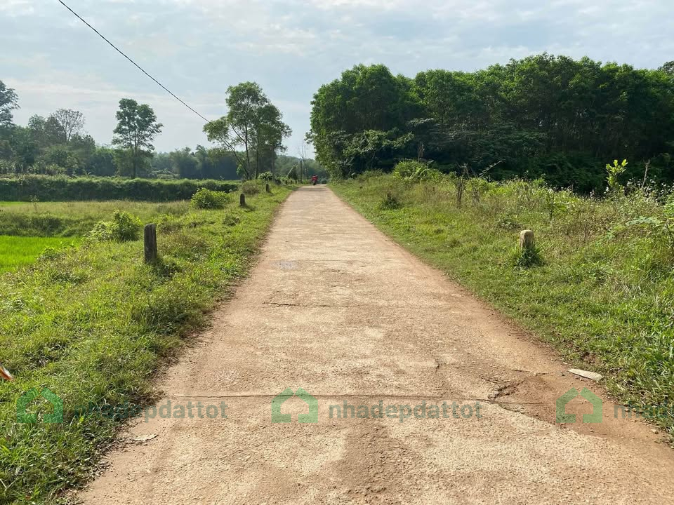 4XX TRIỆU - BÁN ĐẤT TRỒNG CÂY LÂU NĂM – THÔN CHÂU CHỮ, XÃ THỦY BẰNG, TP HUẾ