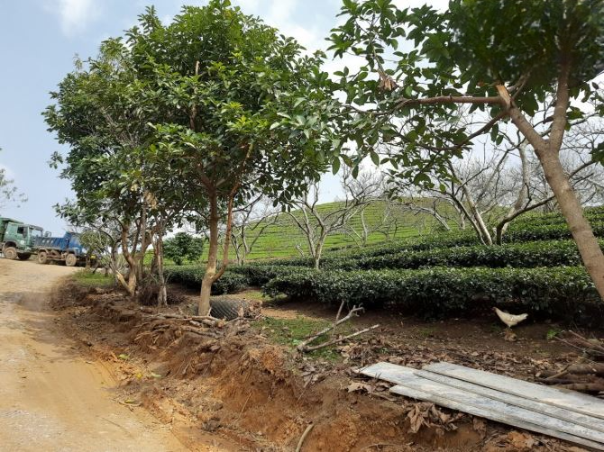 Cần bán đất Vân Hồ, Mộc Châu view hồ, lưng tựa đồi chè 944m, sẵn sàng giao dịch