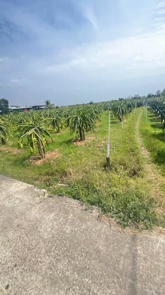BÁN ĐẤT GÓC 2 MẶT TIỀN – KHU PHỐ XUÂN ĐIỀN, HÀM HIỆP – ĐẤT CÂY LÂU NĂM