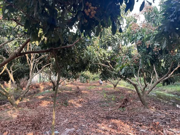 Đất gần 4 Công nhãn, MT Trần Kiết Tường, Ô Môn - Nhà Đẹp Đất Tốt