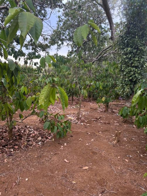 Cần bán 2 ha rẫy cà phê tại xã Kiến Thành, Đăk Nông - 2,4