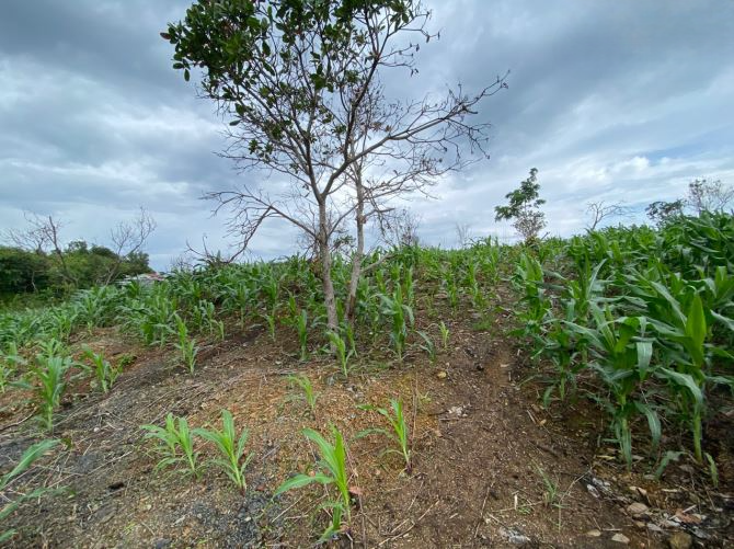Bán nguyên bán đảo hồ Serepok 3 – Đăk Nông - 2,55
