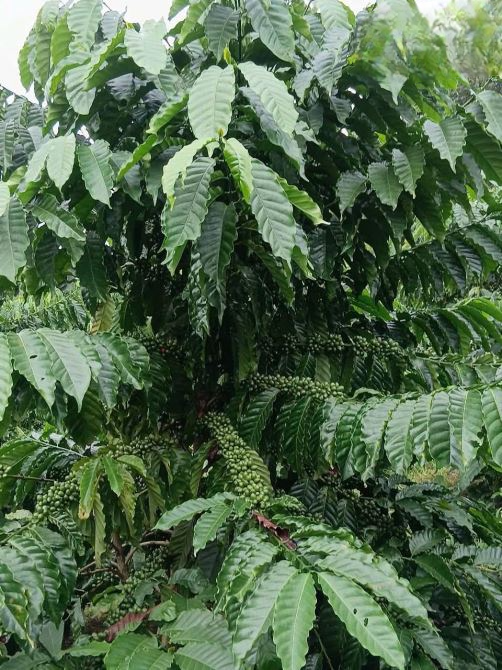Cần bán rẫy cà phê tại Thôn 11, Trường Xuân – Đắk Song, Đăk Nông - 2,3 tỷ
