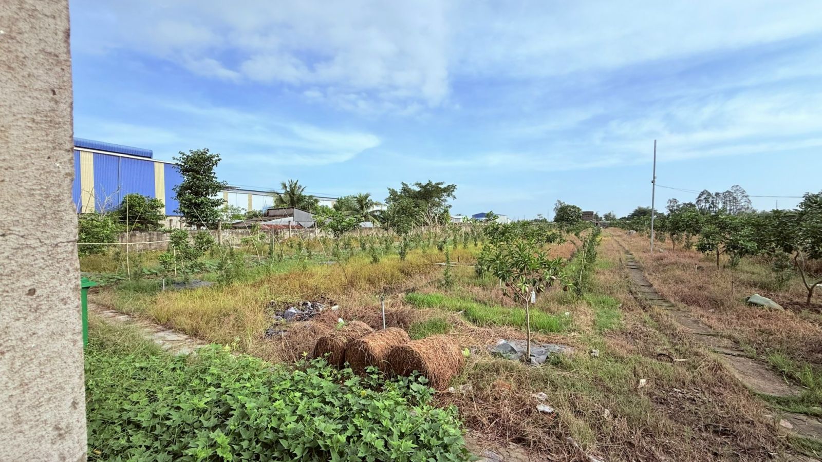 🔥 Bán hoặc cho thuê 12.000m² đất biệt thự 2 tầng – Vườn chôm chôm, vạn niên tùng – Giá thương lượng cho khách 🔥