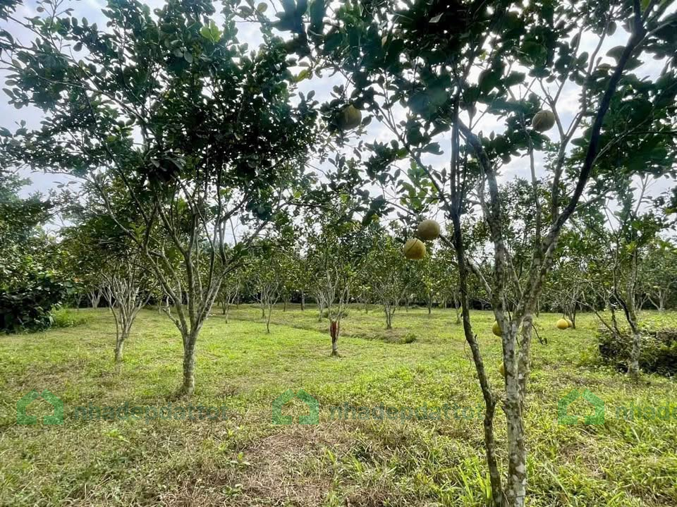 BÁN ĐẤT NHÀ VƯỜN – ĐƯỜNG Ô TÔ – ĐOÀN KẾT, YÊN THUỶ, HOÀ BÌNH – GIÁ SIÊU RẺ