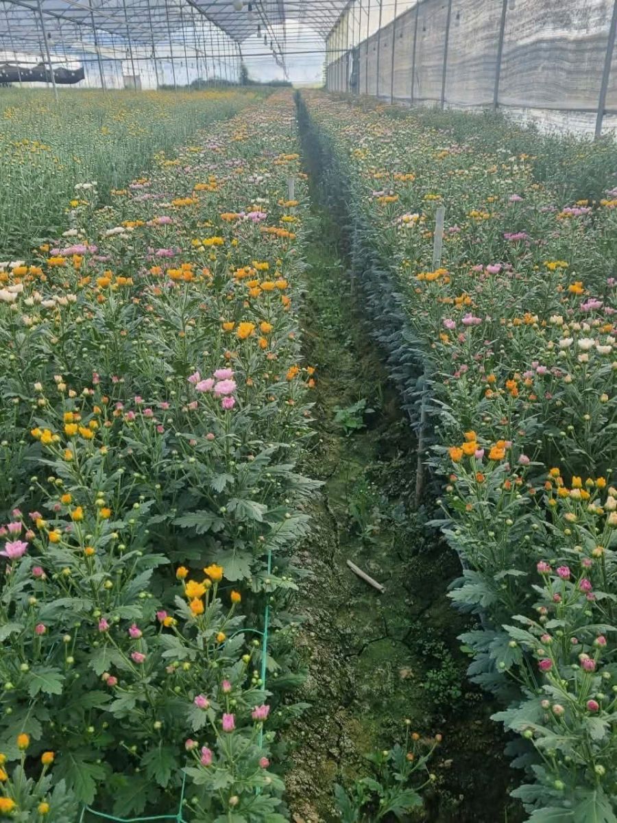 🌿 BÁN NHÀ KÍNH CÔNG NGHỆ CAO – 12.000m² – D’RAN, LÂM ĐỒNG 🌿
