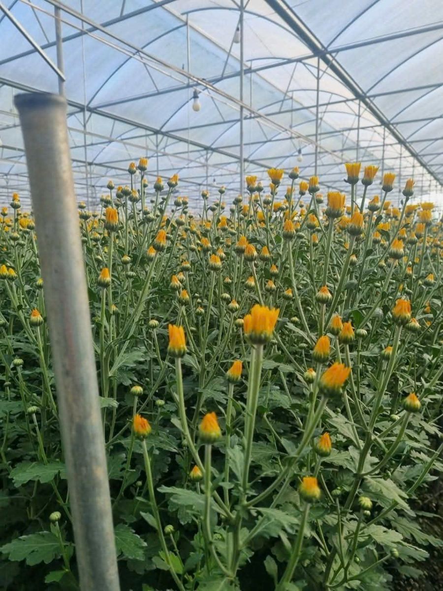 🌿 BÁN NHÀ KÍNH CÔNG NGHỆ CAO – 12.000m² – D’RAN, LÂM ĐỒNG 🌿