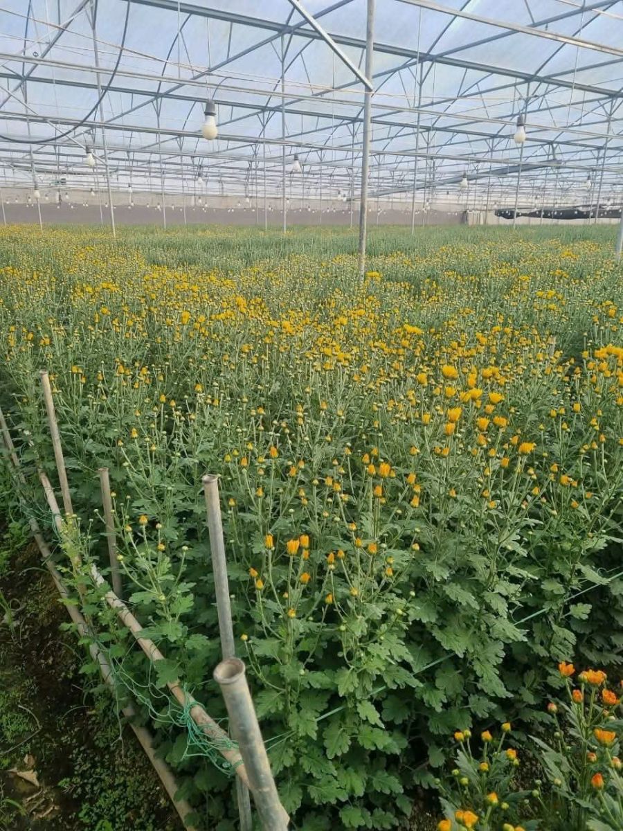 🌿 BÁN NHÀ KÍNH CÔNG NGHỆ CAO – 12.000m² – D’RAN, LÂM ĐỒNG 🌿