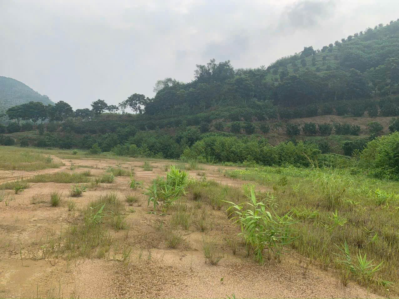CHUYỂN VÀO NAM BÁN GẤP TRANG TRẠI 20HA KM12 PHONG HẢI – 2.200 CÂY BƯỞI ĐANG THU – GIÁ CHỈ 17 TỶ (TL)