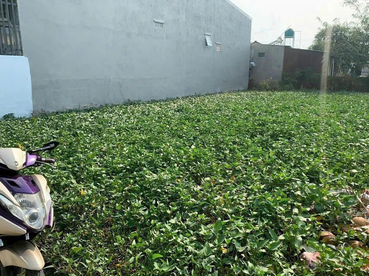 💎 BÁN 232m² THỔ CƯ – TT BẾN LỨC – CÁCH TP.HCM CHỈ 15KM 💎