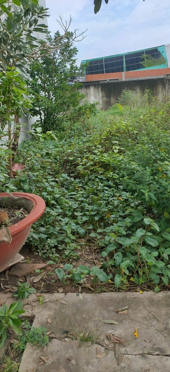 🔥 BÁN ĐẤT THỔ CƯ 118m² – ẤP 2, TÂN TRẠCH, CẦN ĐƯỚC, LONG AN