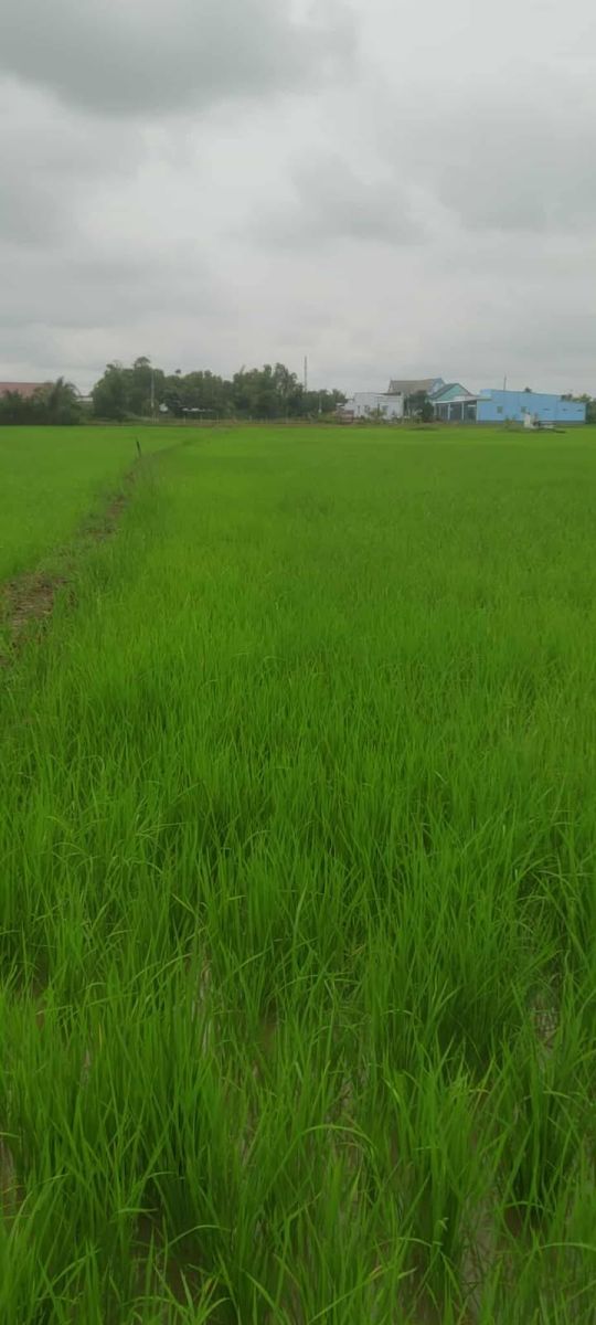 CƠ HỘI HIẾM! Sở hữu 9039M² đất tiềm năng Cần Giuộc - Giá 750 Triệu/1000M² - Chính chủ bán gấp!