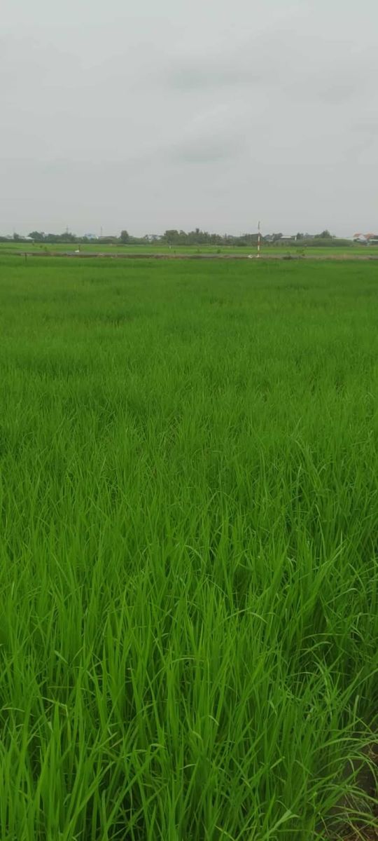 CƠ HỘI HIẾM! Sở hữu 9039M² đất tiềm năng Cần Giuộc - Giá 750 Triệu/1000M² - Chính chủ bán gấp!