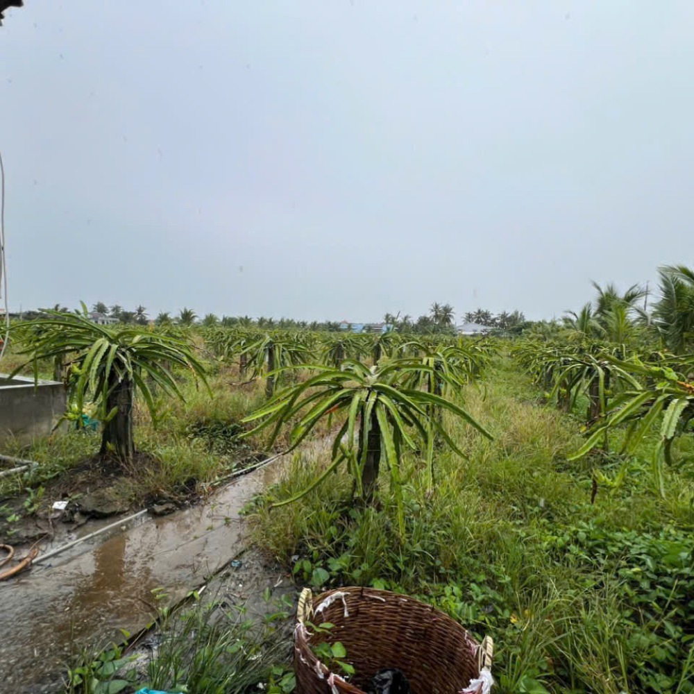CHỦ CẦN BÁN GẤP- Bán đất 3000M² giá 2,7 Tỷ - Mặt tiền 40M hiếm có - Pháp lý Chính Chủ.