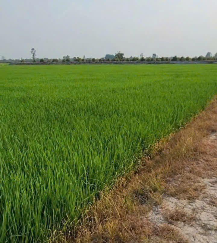 🌿 BÁN 12.000m² ĐẤT NÔNG NGHIỆP – BÌNH THÀNH, TÂY NINH 🌿