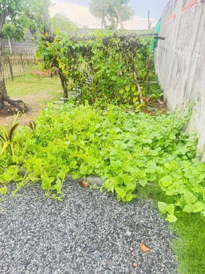 🌿 BÁN 1.000m² ĐẤT NHÀ VƯỜN – CÓ 120m² THỔ CƯ – LẠC TẤN, TÂN TRỤ, LONG AN