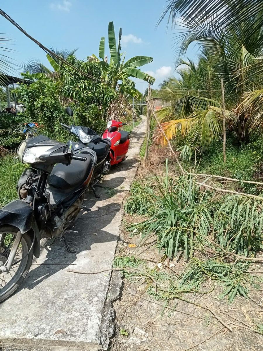 BÁN ĐẤT VƯỜN DỪA - 700 TRIỆU - HƠN 1000M2 - CHÂU THÀNH, TIỀN GIANG