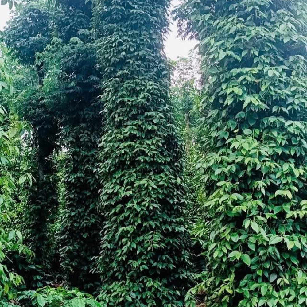 Bán đất xào